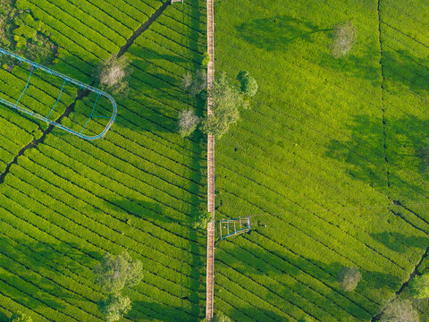 Aerial view of the Sikatok tea plantation featuring lush green rows of tea bushes divided by a long wooden walkway and scattered trees in Kecamatan Kejajar, Jawa Tengah, Indonesia.