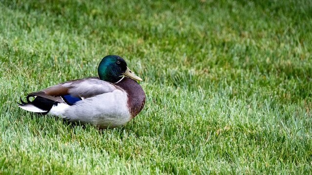 duck on the grass