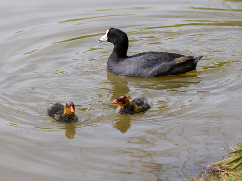 American Coots swimming in Arizona