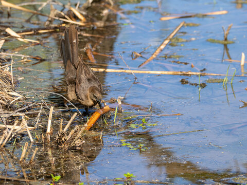 Curve-billed Thrasher Gathering Reeds