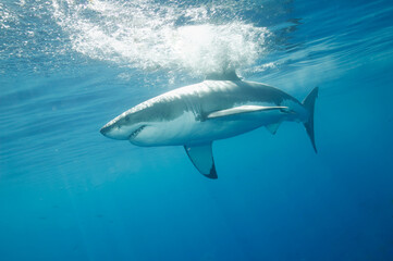 Great White shark in the Pacific Ocean © willtu