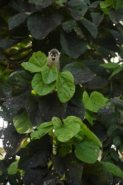 Squirrel monkey peeking through tropical leaves