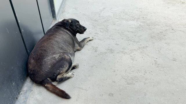 An overweight dog rests wearily against a building wall on the hot concrete ground. The exhausted animal breathes heavily, feeling miserable in the intense heat.