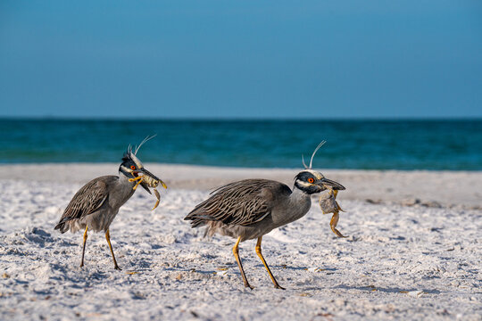 Yellow-crowned Night Herron on the Beach