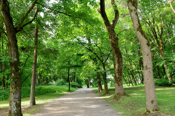Fototapeta premium Park