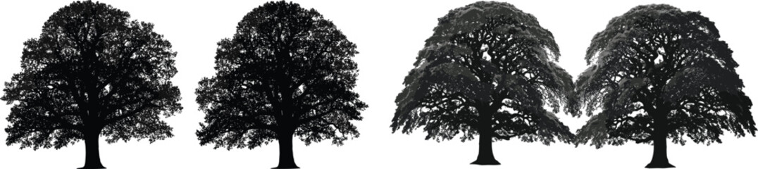Fototapeta premium Detailed large oak tree silhouettes vector set with textured leafy crowns isolated on white background