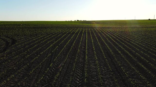 Drone flying backwards over a vast cornfield with young seedlings and bright sunshine over the rolling hills