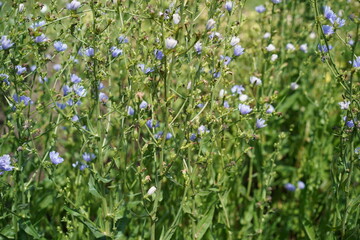 Fototapeta premium Blühende Gemeine Wegwarte (Cichorium intybus) mit blauen Blüten im Sommer bei Sonnenschein
