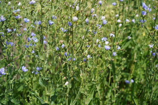 Bl&uuml;hende Gemeine Wegwarte (Cichorium intybus) mit blauen Bl&uuml;ten im Sommer bei Sonnenschein