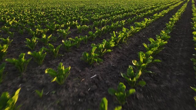 Drone flying over sugar beet field revealing lush green seedlings growing in neat rows and catching the warm light of sunrise