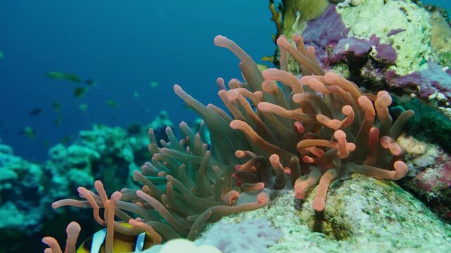 Clown Fish and Colourful tropical coral reef. Soft and hard corals. 