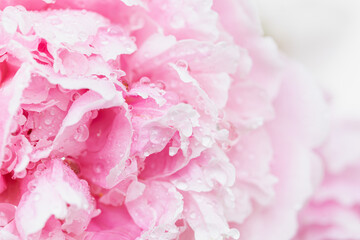 Fototapeta premium Delicate pink peony petals drenched in clear, glistening water beads, horizontal close-up macro view Sensory and Soft Minimalism, calming, low-noise graphic design projects