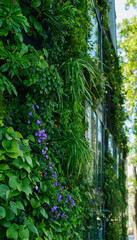Naklejka premium Vertical Green Garden Facade With Purple Flowers