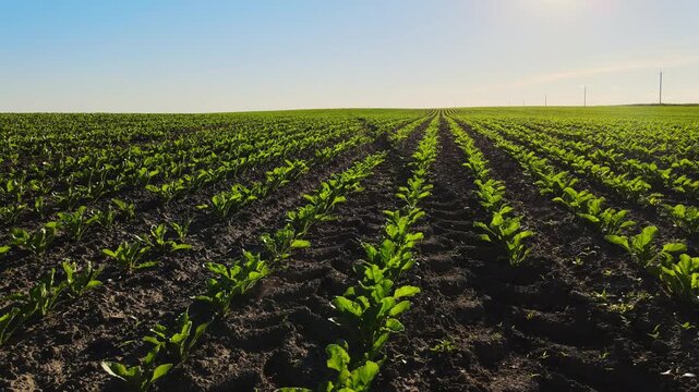 Green sugar beet sprouts growing in rows on a vast agricultural field under a clear blue sky