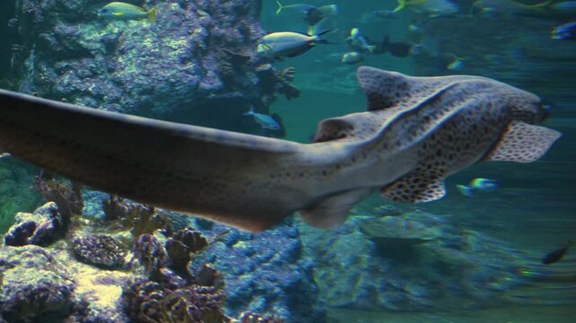 Zebra shark (Stegostoma tigrinum), commonly called the leopard shark in Australia.