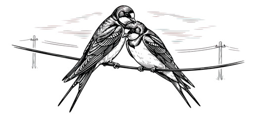 Vintage swallow birds on wire vector illustration, hand drawn sketch of two barn swallows sitting on power lines, black and white bird engraving © sajida