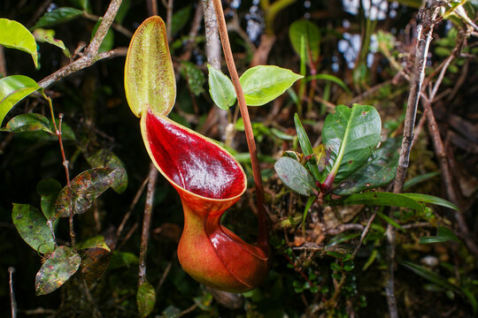 Red pitcher of the endemic pitcher plant Nepenthes lowii, Borneo, Malaysia