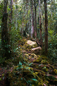 Montane tropical rainforest with moss-covered forest floor on Mount Murud, Sarawak, Borneo, Malaysia