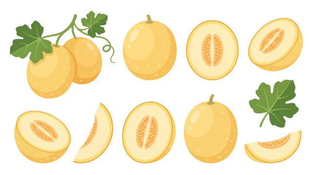 Collection of Fresh Cantaloupe Melons Featuring Whole Fruits Halves and Slices with Green Leaves in a Flat Vector Illustration Style