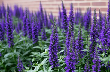 Obraz premium Close-up of vibrant purple lavender flowers in a lush garden