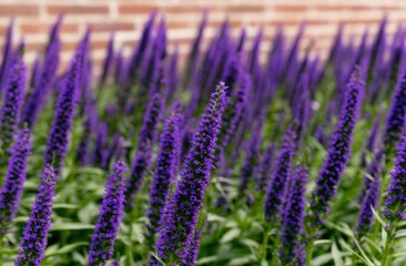 Fototapeta premium Close-up of vibrant purple lavender flowers in a dense garden setting