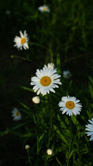 Fototapeta premium White daisy flowers in a green meadow with soft natural light