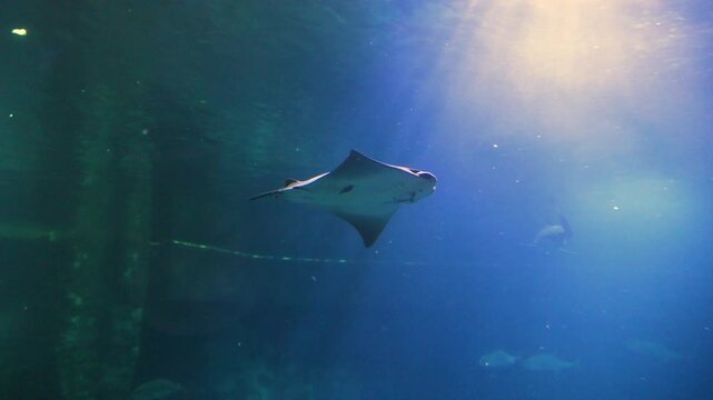This underwater creature is a stingray, characterized by its flat, kite-shaped body designed for gliding through the water.