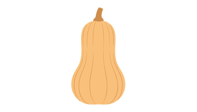 Fresh whole butternut squash vegetable with a light beige skin and natural curves isolated on a clean white background for cooking.