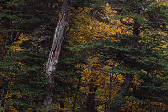 Weathered Trunk Among Foliage