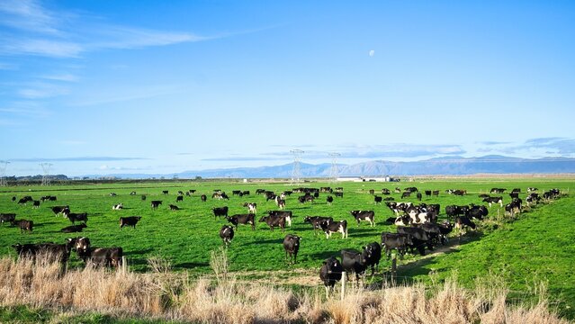 New Zealand Dairy Farm Herd