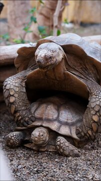 African spurred tortoises (Centrochelys sulcata), the third-largest tortoise species in the world.