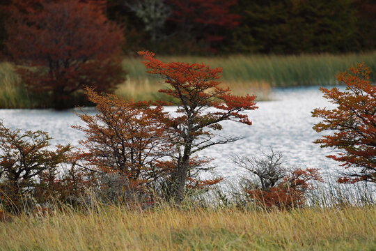 Lakeside Autumn Trees