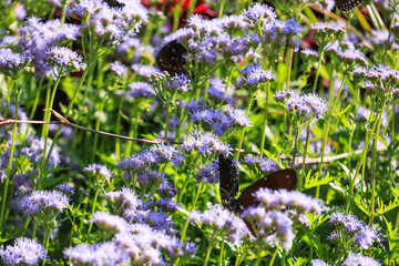 Purple Wildflowers with Butterflies in Bloom © DinhAnhMy