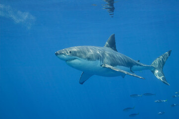 Great White shark in the Pacific Ocean © willtu