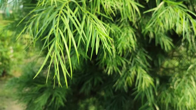 Afrocarpus falcatus Outeniqua yellowwood plant grows with elegant evergreen foliage in a healthy natural garden.