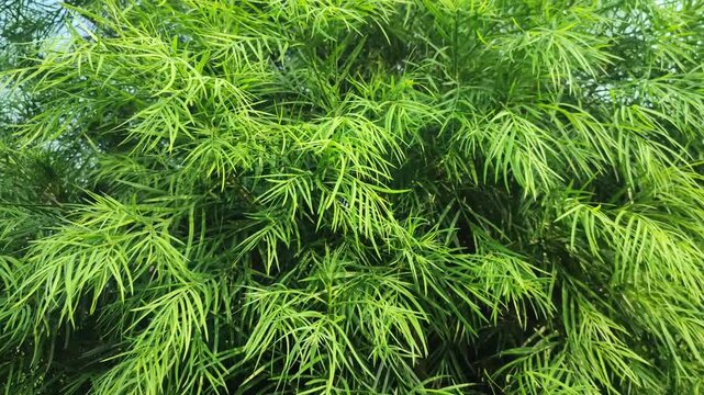 Afrocarpus falcatus Outeniqua yellowwood plant features dense green needle foliage forming a natural textured background.