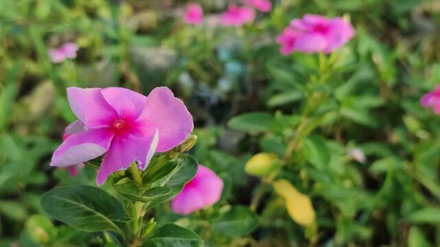 Catharanthus roseus Madagascar periwinkle blooms with delicate pink flowers in a peaceful garden setting.