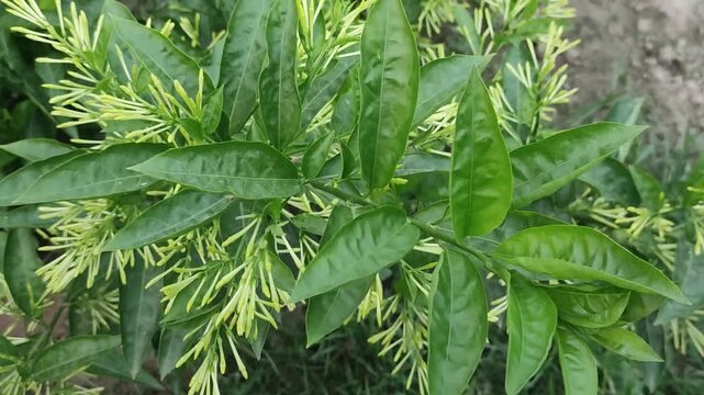 Cestrum nocturnum night blooming jasmine buds develop on lush green branches before flowering.