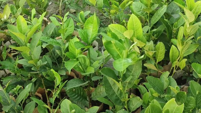 Citrus limonia Gondhoraj lemon plant displays healthy green foliage in a thriving citrus garden.