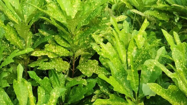Codiaeum variegatum croton displays spotted green foliage with distinctive yellow variegated leaf patterns.