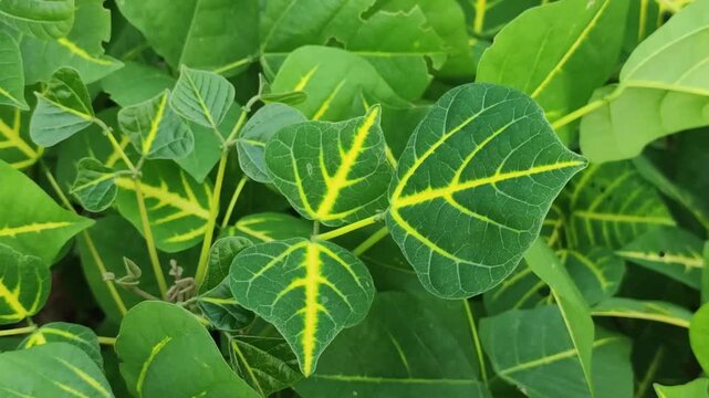 Erythrina variegata variegated coral tree grows with attractive foliage in a vibrant tropical landscape.