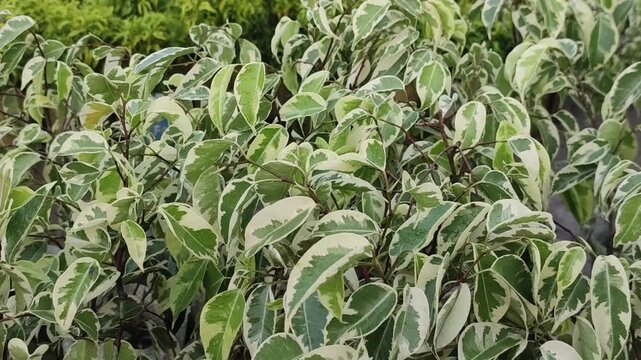 Ficus benjamina weeping fig grows with graceful green foliage in a healthy garden landscape.