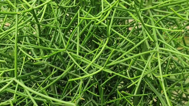 Euphorbia tirucalli pencil cactus plant showcases slender green stems with striking natural form.