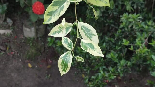 Ficus benjamina weeping fig displays elegant evergreen foliage with natural garden beauty.