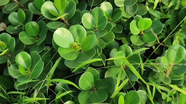 Ficus microcarpa Chinese banyan leaves create a lush tropical foliage pattern with rich natural texture.