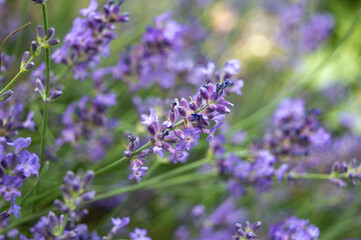 Obraz premium Close-up of beautiful purple lavender flowers blooming in a summer garden