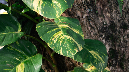 Close up of golden pothos leaf climbing on tree trunk © ANECEPTIUSBAMBANG