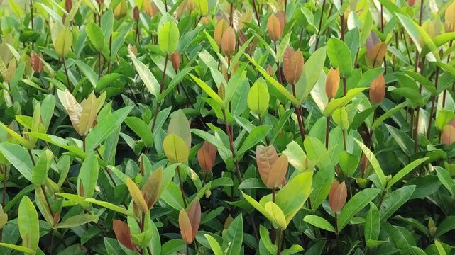 Syzygium smithii Lily Pilly grows with lush evergreen foliage in a healthy ornamental garden.