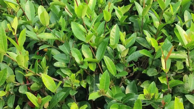 Syzygium smithii Lily Pilly forms a dense green hedge with fresh foliage and natural garden texture.