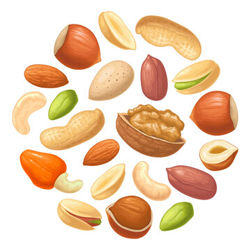 Circle set with whole and half nut seed hazelnut, peanut, almond, cashew, pistachio, walnut. Vector color realistic illustration. Isolated on white. Hand drawn design element for label, web